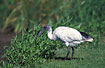 Foto af Australsk Ibis (Threskiornis molucca). Fotograf: 
