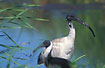 Australian Ibis with Straw-necked Ibis in the foreground