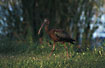 Glossy Ibis - juvenile