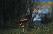 Photo ofGlossy Ibis (Plegadis falcinellus). Photographer: 
