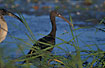 Photo ofGlossy Ibis (Plegadis falcinellus). Photographer: 