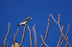 Photo ofWhite-breasted Woodswallow (Artamus leucorynchus). Photographer: 