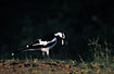 Australian Magpie-Lark - male