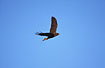 Photo ofSwamp Harrier (Circus approximans). Photographer: 