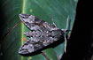Hawk-moth on leaf