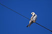 Photo ofBlack-shouldered Kite (Elanus caeruleus). Photographer: 