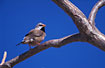 Long-tailed Finch in a tree