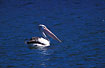 Australian Pelican swimming on Lake Argyle