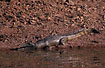 Big Freshwater Crocodile resting 