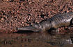 A big Freshwater Crocodile