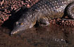 Photo ofFreshwater Crocodile (Crocodylus johnstoni). Photographer: 