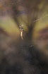 Spider in backlight (tetragnatha sp.)