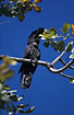 Red-tailed Black-cockatoo withe erected crest