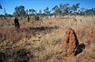 Red termite mounds characterises many places