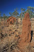 Red termite mounds