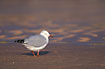 Photo ofSilver Gull (Larus novaehollandiae). Photographer: 