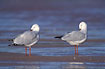 Gulls relaxing at the seashore