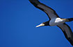 Photo ofBrown Booby (Sula leucogaster). Photographer: 