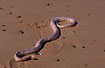 Horned Sea-snake washed up on the shore