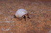 Hermit Crab on the beach