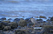 Streated Heron on a stony beach