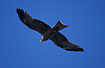 Black Kite passing close by