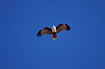 Photo ofBrahminy Kite (Haliastur Indus/ Milvus Indus). Photographer: 
