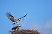 Adult Osprey landing on nest to waiting juvenile