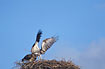 Adult Osprey landing on nest to waiting juvenile