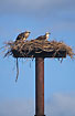 Ospreys on nestplatform