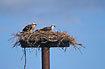 Ospreys on nest platform