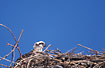 Young Osprey on nest