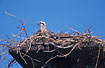 Young Osprey on nest platform