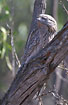 Tawny Frogmouth (female) spends the day well camouflaged in tree