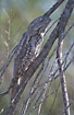 Tawny Frogmouth (male) spends the day well camouflaged in tree