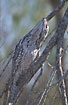 Tawny Frogmouth (male) spends the day well camouflaged in tree