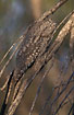 Tawny Frogmouth spends the day well camouflaged in tree
