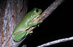 Green Treefrog in a tree