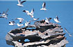 Gulls and terns on rock