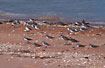 Waders including Red-necked Stints and Greater Sand Plovers