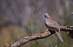 Photo ofBar-shouldered Dove (Geopelia humeralis). Photographer: 