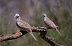 Photo ofBar-shouldered Dove (Geopelia humeralis). Photographer: 