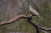Photo ofPeaceful Dove (Geopelia placida). Photographer: 