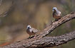 Photo ofPeaceful Dove (Geopelia placida). Photographer: 