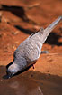 Foto af Australsk Zebradue (Geopelia placida). Fotograf: 