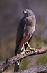 Foto af Australsk Duehg (Accipter fasciatus). Fotograf: 