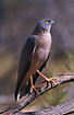 Foto af Australsk Duehg (Accipter fasciatus). Fotograf: 