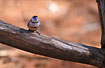 Double-barred Finch on log