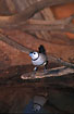Double-barred Finch is reflected in the watersurface