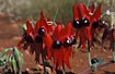 Photo ofSturts Desert Pea (Swainsona formosa). Photographer: 